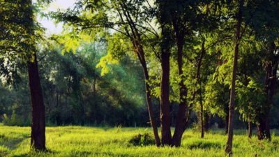 Bursa'da ormanlık alanlarda, ateşli yada ateşsiz piknik yapmak yasaklandı.