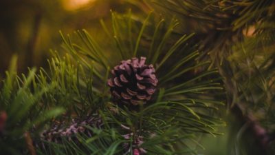 Bursa Valiliği, il genelinde ormanlık alanlara girişlerin 1 Ekim'e kadar