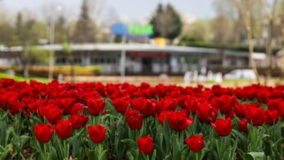 Bursa Büyükşehir Belediyesi ekiplerinin büyük kent parklarına diktiği iki buçuk